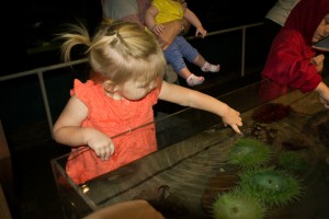 3. Aquarium (9)-2